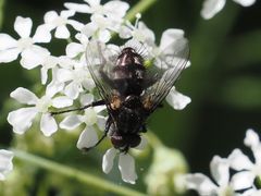 Rhinomorinia sarcophagina
