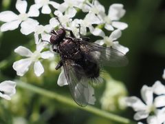 Rhinomorinia sarcophagina