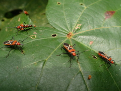 Dysdercus decussatus