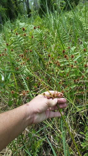 Image of Juncus paludosus by (c) Jay Horn, some rights reserved (CC BY)