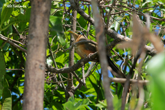 Morococcyx erythropygus