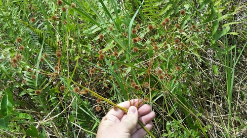 Image of Juncus paludosus by (c) Jay Horn, some rights reserved (CC BY)