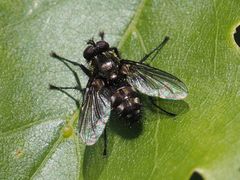 Rhinomorinia sarcophagina