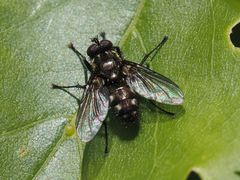 Rhinomorinia sarcophagina