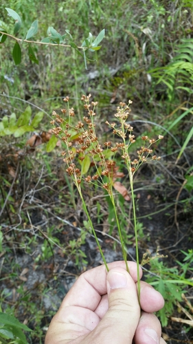 Bog rush (Juncus biflorus)