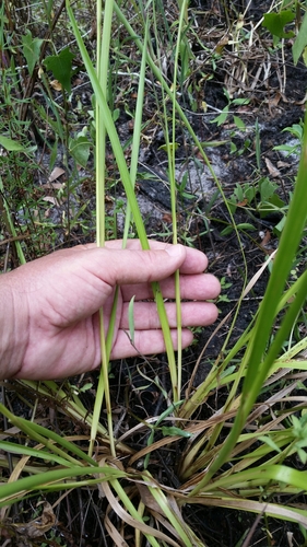 Image of Juncus biflorus by (c) Jay Horn, some rights reserved (CC BY)