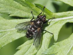Rhinomorinia sarcophagina