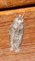 Semioscopis inornata