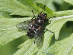 Rhinomorinia sarcophagina