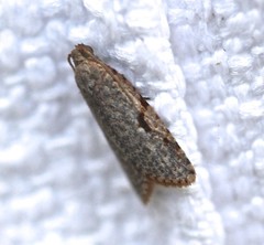 Meritastis piperata
