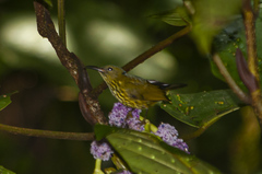 Kurochkinegramma hypogrammicum