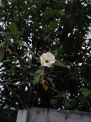 Brugmansia