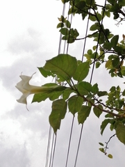 Brugmansia