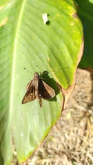 Hesperiinae