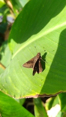 Hesperiinae