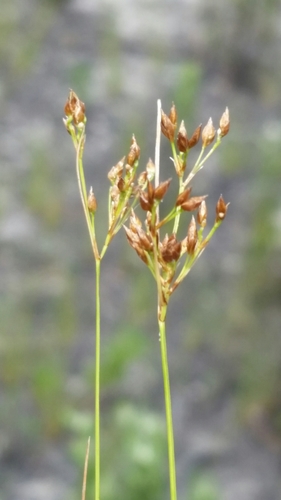 Image of Rhynchospora divergens by (c) Jay Horn, some rights reserved (CC BY)