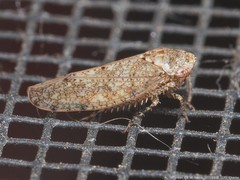 Paraphlepsius rileyi