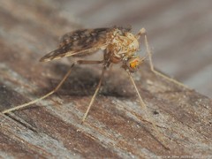 Psectrotanypus dyari