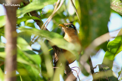 Morococcyx erythropygus