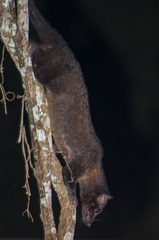 Paradoxurus philippinensis