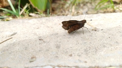 Quinta cannae