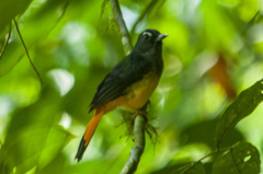 Copsychus pyrropygus