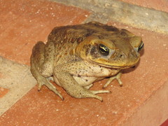 Rhinella marina