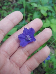 Delphinium alabamicum