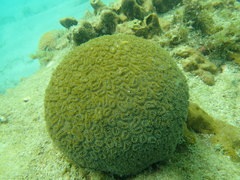 Dichocoenia stokesii