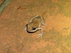 Eleutherodactylus johnstonei