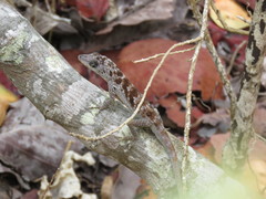 Anolis roquet caracoli