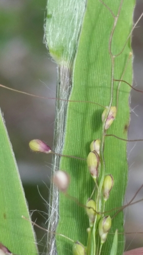 Image of Commons's Panic-Grass (Dichanthelium commonsianum) by (c) Jay Horn, some rights reserved (CC BY)