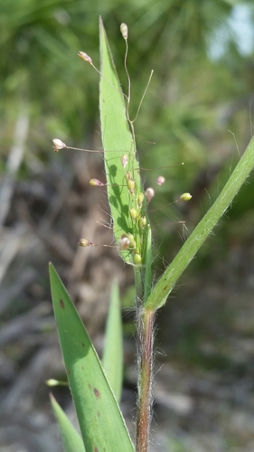 Image of Dichanthelium commonsianum by (c) Jay Horn, some rights reserved (CC BY)