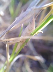 Dichromorpha prominula