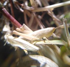 Dichromorpha prominula