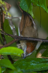 Cyanoderma rufifrons