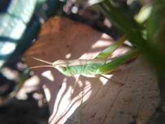 Dichromorpha prominula