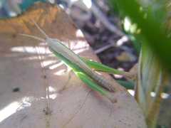 Dichromorpha prominula