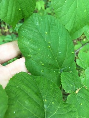 Phytoptus abnormis