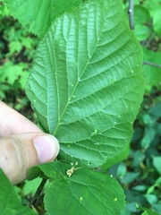 Phytoptus abnormis
