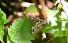 Enchoria lacteata