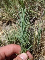 Suaeda calceoliformis