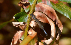 Ischnura erratica
