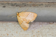 Apoda latomia