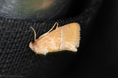 Apoda latomia