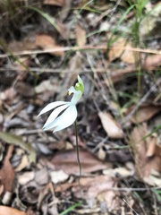 Caladenia catenata