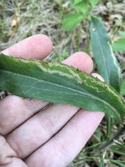 Phytomyza solidaginophaga