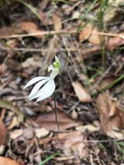 Caladenia catenata