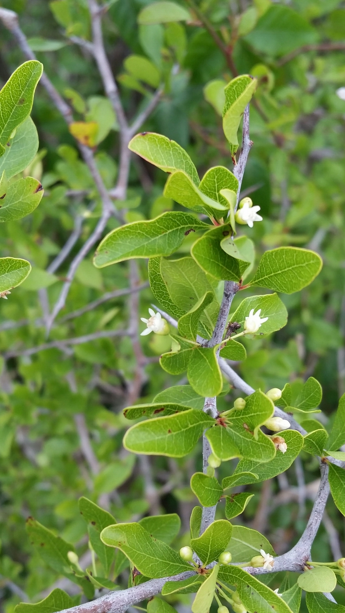 Sideroxylon reclinatum