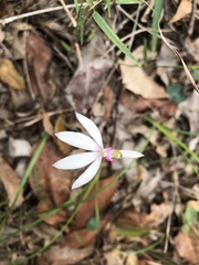 Caladenia catenata